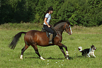 Frau mit Deutschem Reitpony auf einem Ausritt begleitet von Border Collie / woman rides pony accompanied by a border collie