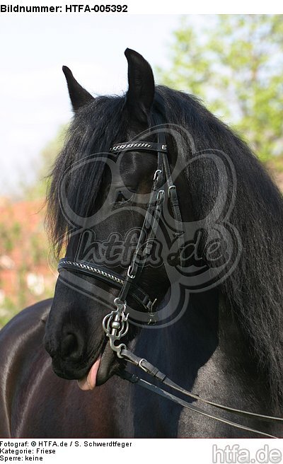 Friese / frisian horse / HTFA-005392