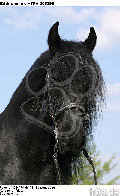 Friese / frisian horse / HTFA-005398