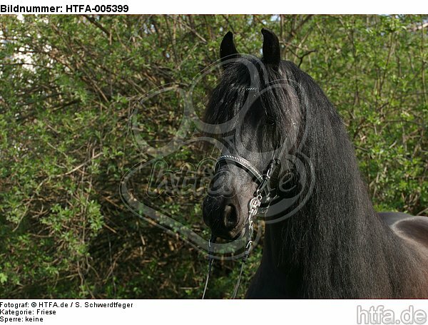 Friese / frisian horse / HTFA-005399