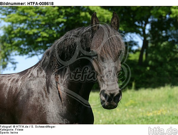Friese Portrait / friesian horse portrait / HTFA-008618