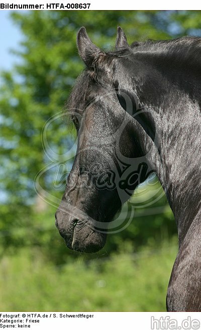Friese Portrait / friesian horse portrait / HTFA-008637