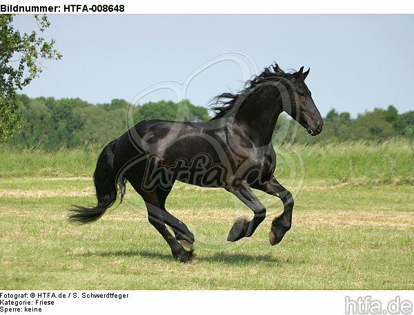 galoppierender Friese / galloping friesian horse / HTFA-008648