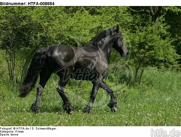 trabender Friese / trotting friesian horse / HTFA-008654