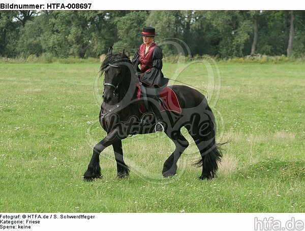 Frau reitet Friese / woman rides friesian horse / HTFA-008697