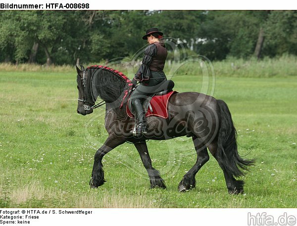 Frau reitet Friese / woman rides friesian horse / HTFA-008698