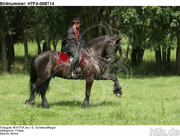 Frau reitet Friese / woman rides friesian horse / HTFA-008714
