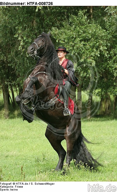 Frau reitet Friese / woman rides friesian horse / HTFA-008726