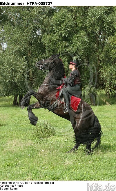 Frau reitet Friese / woman rides friesian horse / HTFA-008737