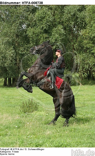 Frau reitet Friese / woman rides friesian horse / HTFA-008738