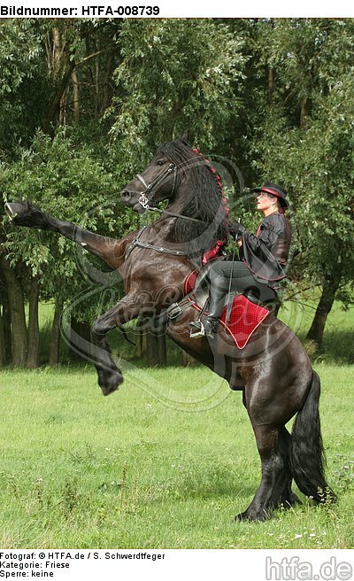 Frau reitet Friese / woman rides friesian horse / HTFA-008739
