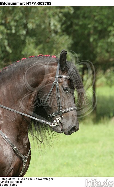 Friese Portrait / friesian horse portrait / HTFA-008768