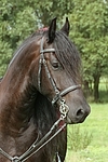 Friese Portrait / friesian horse portrait