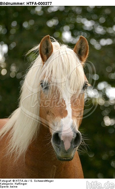 Haflinger Portrait / haflinger horse portrait / HTFA-000377