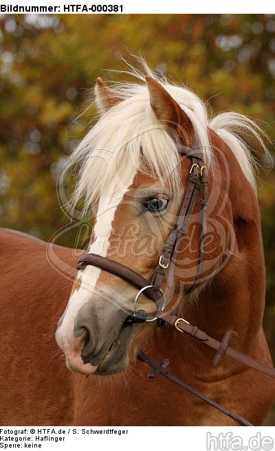 Haflinger Portrait / haflinger horse portrait / HTFA-000381