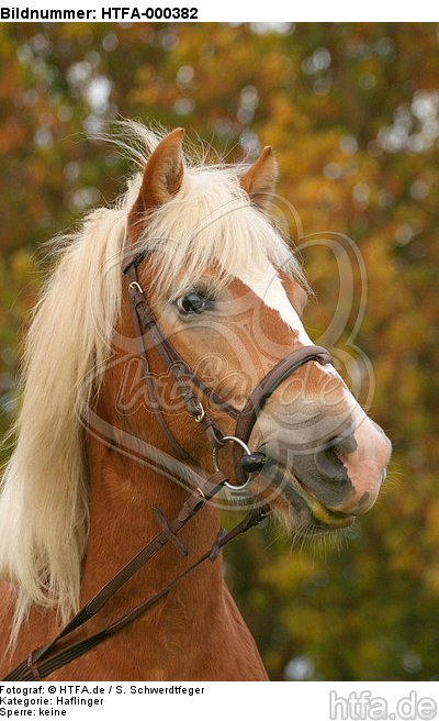 Haflinger Portrait / haflinger horse portrait / HTFA-000382