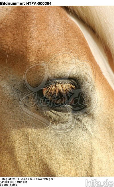 Haflinger Auge / haflinger horse eye / HTFA-000384