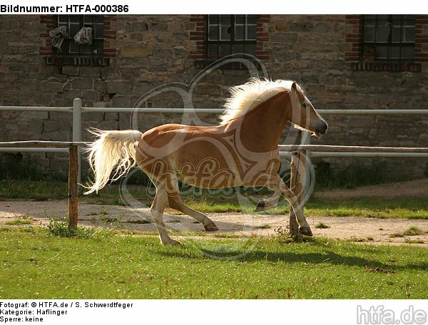 galoppierender Haflinger / galloping haflinger horse / HTFA-000386
