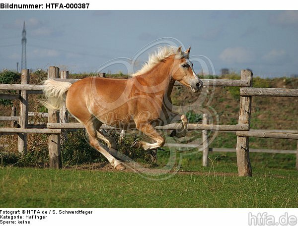 galoppierender Haflinger / galloping haflinger horse / HTFA-000387