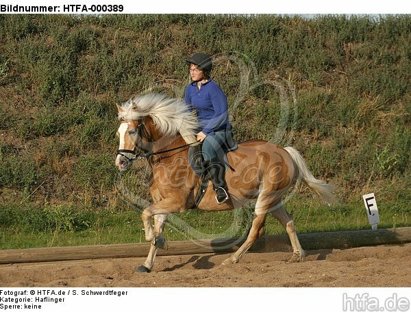 Mädchen reitet Haflinger / girl rides haflinger horse / HTFA-000389