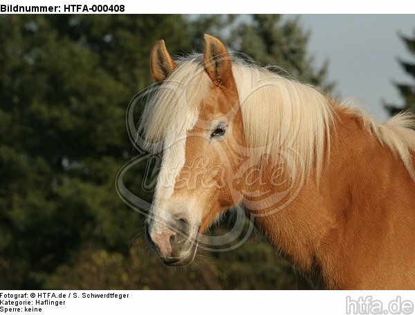 Haflinger Portrait / haflinger horse portrait / HTFA-000408