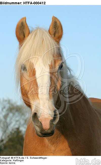 Haflinger Portrait / haflinger horse portrait / HTFA-000412