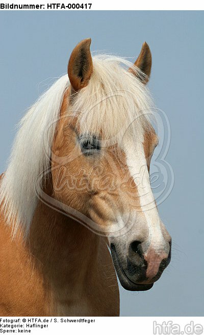 Haflinger Portrait / haflinger horse portrait / HTFA-000417