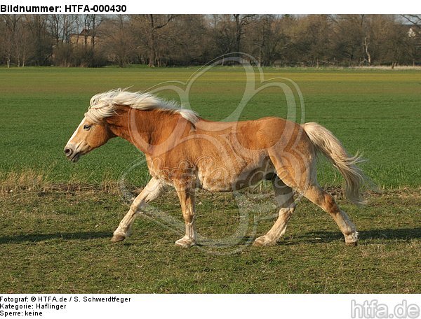 galoppierender Haflinger / galloping haflinger horse / HTFA-000430