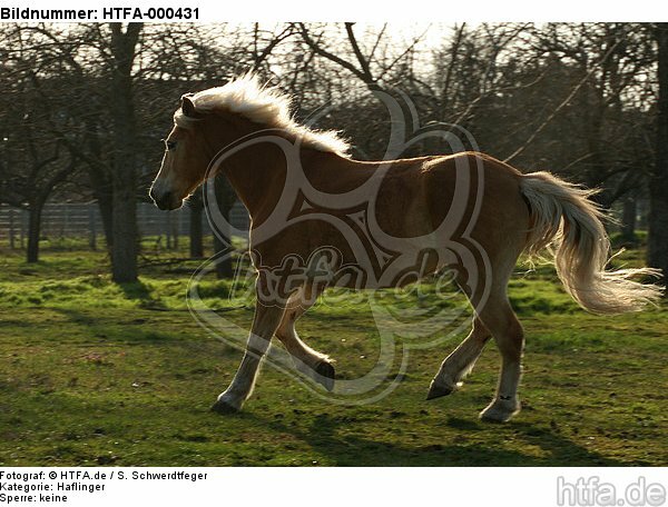 galoppierender Haflinger / galloping haflinger horse / HTFA-000431