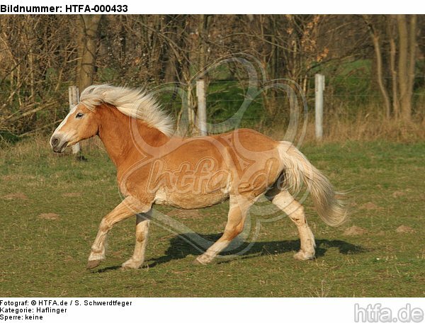 galoppierender Haflinger / galloping haflinger horse / HTFA-000433