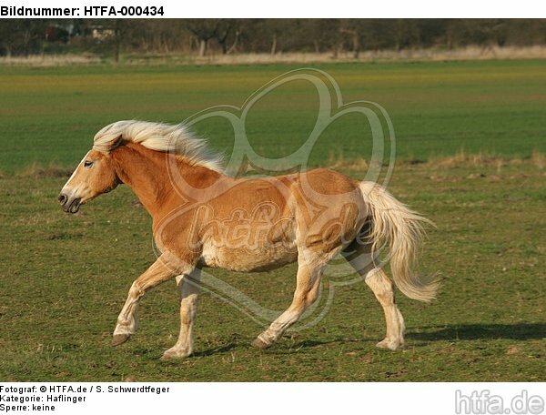 galoppierender Haflinger / galloping haflinger horse / HTFA-000434