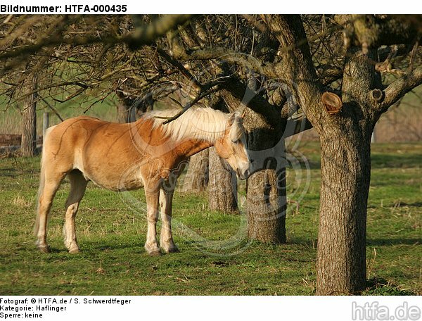 stehender Haflinger / standing haflinger horse / HTFA-000435