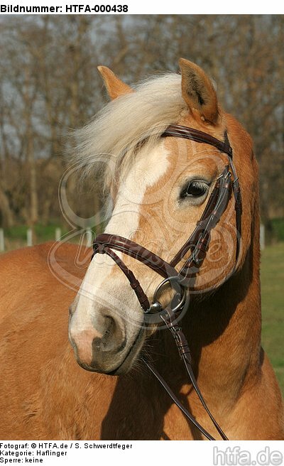 Haflinger Portrait / haflinger horse portrait / HTFA-000438
