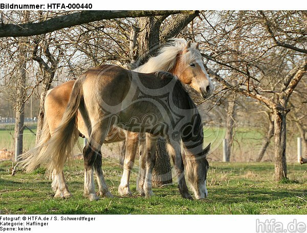 Haflinger und Deutsches Reitpony  / haflinger horse and pony / HTFA-000440