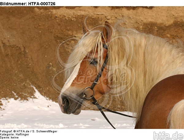Haflinger Portrait / haflinger horse portrait / HTFA-000726