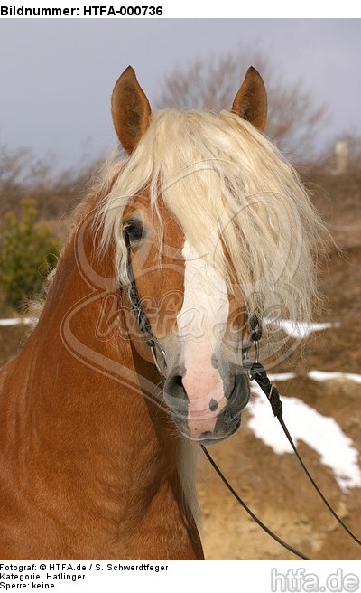 Haflinger Portrait / haflinger horse portrait / HTFA-000736
