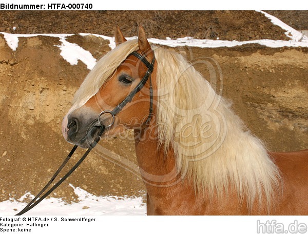 Haflinger Portrait / haflinger horse portrait / HTFA-000740