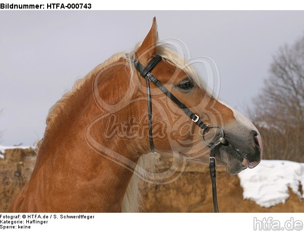 Haflinger Portrait / haflinger horse portrait / HTFA-000743