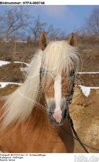 Haflinger Portrait / haflinger horse portrait / HTFA-000746