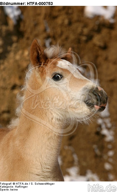 Haflinger Fohlen / haflinger horse foal / HTFA-000753