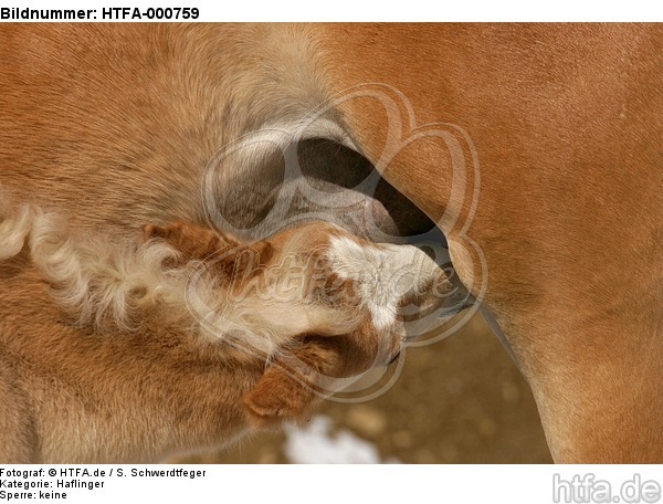 Haflinger Fohlen / haflinger horse foal / HTFA-000759