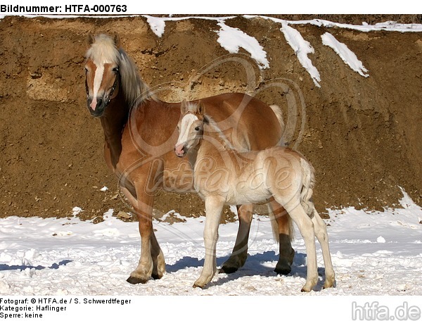 Haflinger / haflinger horses / HTFA-000763