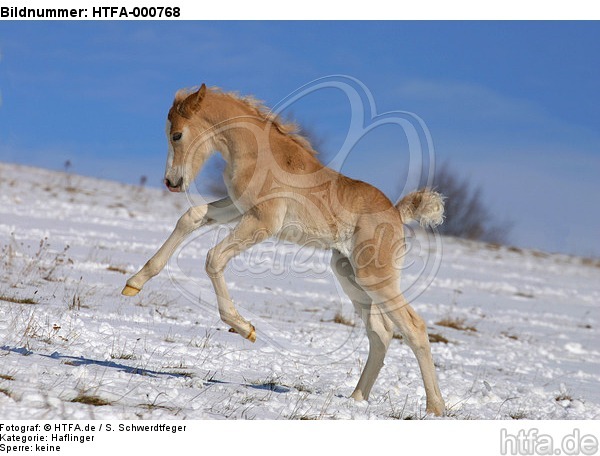 galoppierendes Haflinger Fohlen / galloping haflinger horse foal / HTFA-000768
