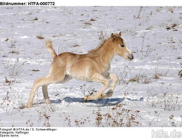 galoppierendes Haflinger Fohlen / galloping haflinger horse foal / HTFA-000772
