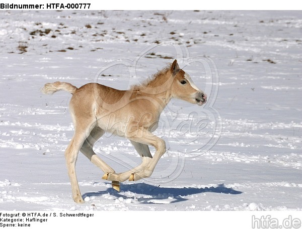 galoppierendes Haflinger Fohlen / galloping haflinger horse foal / HTFA-000777