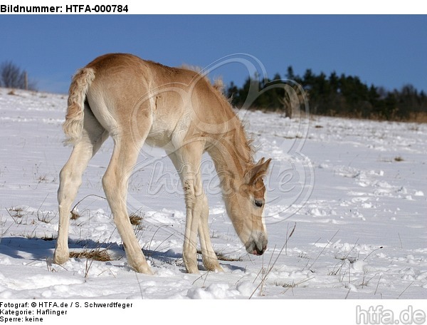 Haflinger Fohlen / haflinger horse foal / HTFA-000784