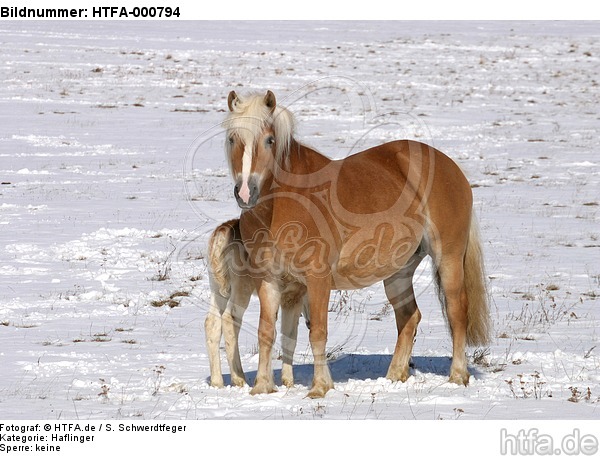 Haflinger / haflinger horses / HTFA-000794