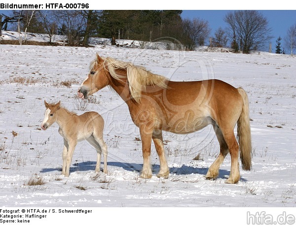 Haflinger / haflinger horses / HTFA-000796