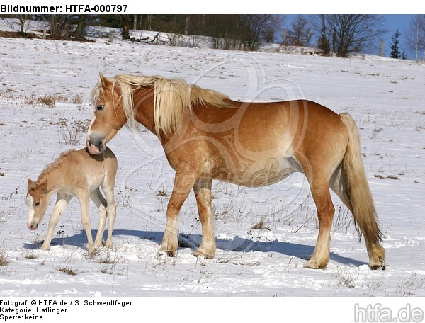 Haflinger / haflinger horses / HTFA-000797