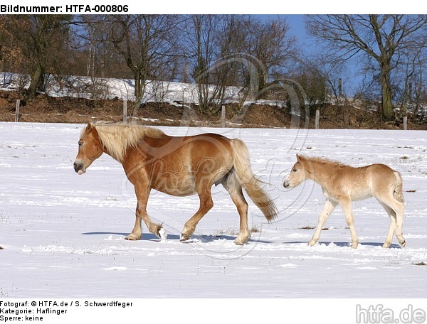 Haflinger / haflinger horses / HTFA-000806
